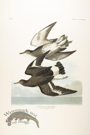 White-Legged Oyster-Catcher